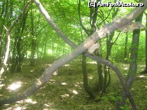 [P23] In padurea Baciului, arborii te avertizeaza... 'pe-aici nu se trece, e mai bine sa faceti cale-ntoarsa' » foto by dorgo
 - 
<span class="allrVoted glyphicon glyphicon-heart hidden" id="av521610"></span>
<a class="m-l-10 hidden" id="sv521610" onclick="voting_Foto_DelVot(,521610,4100)" role="button">șterge vot <span class="glyphicon glyphicon-remove"></span></a>
<a id="v9521610" class=" c-red"  onclick="voting_Foto_SetVot(521610)" role="button"><span class="glyphicon glyphicon-heart-empty"></span> <b>LIKE</b> = Votează poza</a> <img class="hidden"  id="f521610W9" src="/imagini/loader.gif" border="0" /><span class="AjErrMes hidden" id="e521610ErM"></span>