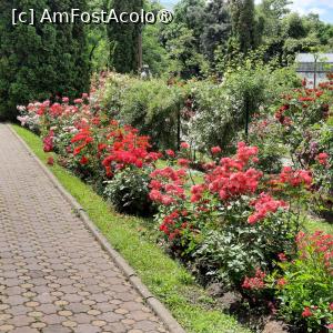 [P08] Cluj-Napoca, Grădina Botanică 'Alexandru Borza”, Rosarium » foto by mprofeanu
 - 
<span class="allrVoted glyphicon glyphicon-heart hidden" id="av1434785"></span>
<a class="m-l-10 hidden" id="sv1434785" onclick="voting_Foto_DelVot(,1434785,4148)" role="button">șterge vot <span class="glyphicon glyphicon-remove"></span></a>
<a id="v91434785" class=" c-red"  onclick="voting_Foto_SetVot(1434785)" role="button"><span class="glyphicon glyphicon-heart-empty"></span> <b>LIKE</b> = Votează poza</a> <img class="hidden"  id="f1434785W9" src="/imagini/loader.gif" border="0" /><span class="AjErrMes hidden" id="e1434785ErM"></span>