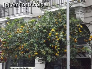 P25 [NOV-2016] În Salonic pe străzi, portocalii erau plini de fructe