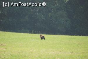 [P01] Acesta este câinele care am crezut că este urs. Prima dată l-am văzut de la distanţă mai mare. Aici, pe şosea, este locul cu anomalia 'urcare-coborâre' » foto by Utube
 - 
<span class="allrVoted glyphicon glyphicon-heart hidden" id="av778389"></span>
<a class="m-l-10 hidden" id="sv778389" onclick="voting_Foto_DelVot(,778389,4197)" role="button">șterge vot <span class="glyphicon glyphicon-remove"></span></a>
<a id="v9778389" class=" c-red"  onclick="voting_Foto_SetVot(778389)" role="button"><span class="glyphicon glyphicon-heart-empty"></span> <b>LIKE</b> = Votează poza</a> <img class="hidden"  id="f778389W9" src="/imagini/loader.gif" border="0" /><span class="AjErrMes hidden" id="e778389ErM"></span>