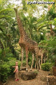 [P05] Phuket Zoo-statuie de girafa » foto by mariarosa
 - 
<span class="allrVoted glyphicon glyphicon-heart hidden" id="av302212"></span>
<a class="m-l-10 hidden" id="sv302212" onclick="voting_Foto_DelVot(,302212,4203)" role="button">șterge vot <span class="glyphicon glyphicon-remove"></span></a>
<a id="v9302212" class=" c-red"  onclick="voting_Foto_SetVot(302212)" role="button"><span class="glyphicon glyphicon-heart-empty"></span> <b>LIKE</b> = Votează poza</a> <img class="hidden"  id="f302212W9" src="/imagini/loader.gif" border="0" /><span class="AjErrMes hidden" id="e302212ErM"></span>