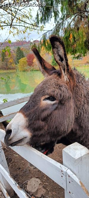 [P14] Un măgăruș simpatic. » foto by tata123 🔱
 - 
<span class="allrVoted glyphicon glyphicon-heart hidden" id="av1504339"></span>
<a class="m-l-10 hidden" id="sv1504339" onclick="voting_Foto_DelVot(,1504339,4208)" role="button">șterge vot <span class="glyphicon glyphicon-remove"></span></a>
<a id="v91504339" class=" c-red"  onclick="voting_Foto_SetVot(1504339)" role="button"><span class="glyphicon glyphicon-heart-empty"></span> <b>LIKE</b> = Votează poza</a> <img class="hidden"  id="f1504339W9" src="/imagini/loader.gif" border="0" /><span class="AjErrMes hidden" id="e1504339ErM"></span>