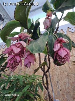 [P21] Festivalul Florilor din Madeira » foto by nicole33
 - 
<span class="allrVoted glyphicon glyphicon-heart hidden" id="av1492441"></span>
<a class="m-l-10 hidden" id="sv1492441" onclick="voting_Foto_DelVot(,1492441,4289)" role="button">șterge vot <span class="glyphicon glyphicon-remove"></span></a>
<a id="v91492441" class=" c-red"  onclick="voting_Foto_SetVot(1492441)" role="button"><span class="glyphicon glyphicon-heart-empty"></span> <b>LIKE</b> = Votează poza</a> <img class="hidden"  id="f1492441W9" src="/imagini/loader.gif" border="0" /><span class="AjErrMes hidden" id="e1492441ErM"></span>