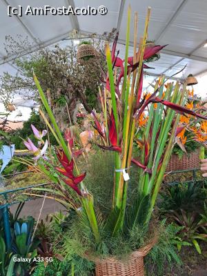 [P39] Festivalul Florilor din Madeira » foto by nicole33
 - 
<span class="allrVoted glyphicon glyphicon-heart hidden" id="av1492459"></span>
<a class="m-l-10 hidden" id="sv1492459" onclick="voting_Foto_DelVot(,1492459,4289)" role="button">șterge vot <span class="glyphicon glyphicon-remove"></span></a>
<a id="v91492459" class=" c-red"  onclick="voting_Foto_SetVot(1492459)" role="button"><span class="glyphicon glyphicon-heart-empty"></span> <b>LIKE</b> = Votează poza</a> <img class="hidden"  id="f1492459W9" src="/imagini/loader.gif" border="0" /><span class="AjErrMes hidden" id="e1492459ErM"></span>