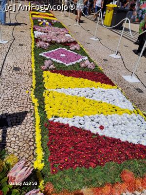 [P07] Festivalul Florilor din Madeira - covoare de flori » foto by nicole33
 - 
<span class="allrVoted glyphicon glyphicon-heart hidden" id="av1492427"></span>
<a class="m-l-10 hidden" id="sv1492427" onclick="voting_Foto_DelVot(,1492427,4289)" role="button">șterge vot <span class="glyphicon glyphicon-remove"></span></a>
<a id="v91492427" class=" c-red"  onclick="voting_Foto_SetVot(1492427)" role="button"><span class="glyphicon glyphicon-heart-empty"></span> <b>LIKE</b> = Votează poza</a> <img class="hidden"  id="f1492427W9" src="/imagini/loader.gif" border="0" /><span class="AjErrMes hidden" id="e1492427ErM"></span>