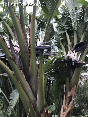 [P25] Grădina botanică din Funchal » foto by nicole33
 - 
<span class="allrVoted glyphicon glyphicon-heart hidden" id="av1497738"></span>
<a class="m-l-10 hidden" id="sv1497738" onclick="voting_Foto_DelVot(,1497738,4289)" role="button">șterge vot <span class="glyphicon glyphicon-remove"></span></a>
<a id="v91497738" class=" c-red"  onclick="voting_Foto_SetVot(1497738)" role="button"><span class="glyphicon glyphicon-heart-empty"></span> <b>LIKE</b> = Votează poza</a> <img class="hidden"  id="f1497738W9" src="/imagini/loader.gif" border="0" /><span class="AjErrMes hidden" id="e1497738ErM"></span>
