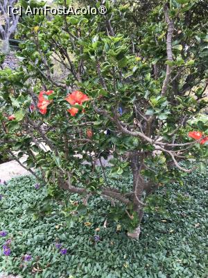 [P29] Grădina botanică din Funchal » foto by nicole33
 - 
<span class="allrVoted glyphicon glyphicon-heart hidden" id="av1497742"></span>
<a class="m-l-10 hidden" id="sv1497742" onclick="voting_Foto_DelVot(,1497742,4289)" role="button">șterge vot <span class="glyphicon glyphicon-remove"></span></a>
<a id="v91497742" class=" c-red"  onclick="voting_Foto_SetVot(1497742)" role="button"><span class="glyphicon glyphicon-heart-empty"></span> <b>LIKE</b> = Votează poza</a> <img class="hidden"  id="f1497742W9" src="/imagini/loader.gif" border="0" /><span class="AjErrMes hidden" id="e1497742ErM"></span>