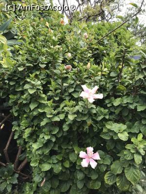 [P30] Grădina botanică din Funchal » foto by nicole33
 - 
<span class="allrVoted glyphicon glyphicon-heart hidden" id="av1497743"></span>
<a class="m-l-10 hidden" id="sv1497743" onclick="voting_Foto_DelVot(,1497743,4289)" role="button">șterge vot <span class="glyphicon glyphicon-remove"></span></a>
<a id="v91497743" class=" c-red"  onclick="voting_Foto_SetVot(1497743)" role="button"><span class="glyphicon glyphicon-heart-empty"></span> <b>LIKE</b> = Votează poza</a> <img class="hidden"  id="f1497743W9" src="/imagini/loader.gif" border="0" /><span class="AjErrMes hidden" id="e1497743ErM"></span>