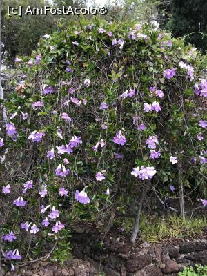[P49] Grădina botanică din Funchal » foto by nicole33
 - 
<span class="allrVoted glyphicon glyphicon-heart hidden" id="av1497762"></span>
<a class="m-l-10 hidden" id="sv1497762" onclick="voting_Foto_DelVot(,1497762,4289)" role="button">șterge vot <span class="glyphicon glyphicon-remove"></span></a>
<a id="v91497762" class=" c-red"  onclick="voting_Foto_SetVot(1497762)" role="button"><span class="glyphicon glyphicon-heart-empty"></span> <b>LIKE</b> = Votează poza</a> <img class="hidden"  id="f1497762W9" src="/imagini/loader.gif" border="0" /><span class="AjErrMes hidden" id="e1497762ErM"></span>