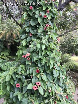 [P59] Grădina botanică din Funchal » foto by nicole33
 - 
<span class="allrVoted glyphicon glyphicon-heart hidden" id="av1497772"></span>
<a class="m-l-10 hidden" id="sv1497772" onclick="voting_Foto_DelVot(,1497772,4289)" role="button">șterge vot <span class="glyphicon glyphicon-remove"></span></a>
<a id="v91497772" class=" c-red"  onclick="voting_Foto_SetVot(1497772)" role="button"><span class="glyphicon glyphicon-heart-empty"></span> <b>LIKE</b> = Votează poza</a> <img class="hidden"  id="f1497772W9" src="/imagini/loader.gif" border="0" /><span class="AjErrMes hidden" id="e1497772ErM"></span>
