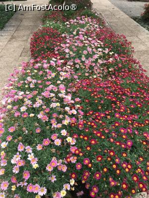 [P06] Grădina botanică din Funchal - covor de flori » foto by nicole33
 - 
<span class="allrVoted glyphicon glyphicon-heart hidden" id="av1497719"></span>
<a class="m-l-10 hidden" id="sv1497719" onclick="voting_Foto_DelVot(,1497719,4289)" role="button">șterge vot <span class="glyphicon glyphicon-remove"></span></a>
<a id="v91497719" class=" c-red"  onclick="voting_Foto_SetVot(1497719)" role="button"><span class="glyphicon glyphicon-heart-empty"></span> <b>LIKE</b> = Votează poza</a> <img class="hidden"  id="f1497719W9" src="/imagini/loader.gif" border="0" /><span class="AjErrMes hidden" id="e1497719ErM"></span>