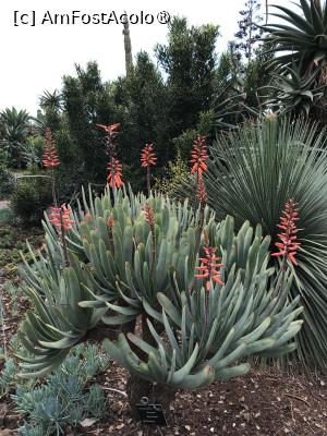[P65] Grădina botanică din Funchal » foto by nicole33
 - 
<span class="allrVoted glyphicon glyphicon-heart hidden" id="av1497778"></span>
<a class="m-l-10 hidden" id="sv1497778" onclick="voting_Foto_DelVot(,1497778,4289)" role="button">șterge vot <span class="glyphicon glyphicon-remove"></span></a>
<a id="v91497778" class=" c-red"  onclick="voting_Foto_SetVot(1497778)" role="button"><span class="glyphicon glyphicon-heart-empty"></span> <b>LIKE</b> = Votează poza</a> <img class="hidden"  id="f1497778W9" src="/imagini/loader.gif" border="0" /><span class="AjErrMes hidden" id="e1497778ErM"></span>