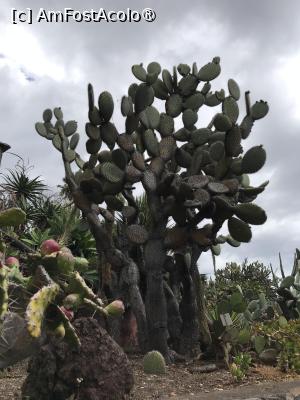 [P71] Grădina botanică din Funchal » foto by nicole33
 - 
<span class="allrVoted glyphicon glyphicon-heart hidden" id="av1497784"></span>
<a class="m-l-10 hidden" id="sv1497784" onclick="voting_Foto_DelVot(,1497784,4289)" role="button">șterge vot <span class="glyphicon glyphicon-remove"></span></a>
<a id="v91497784" class=" c-red"  onclick="voting_Foto_SetVot(1497784)" role="button"><span class="glyphicon glyphicon-heart-empty"></span> <b>LIKE</b> = Votează poza</a> <img class="hidden"  id="f1497784W9" src="/imagini/loader.gif" border="0" /><span class="AjErrMes hidden" id="e1497784ErM"></span>