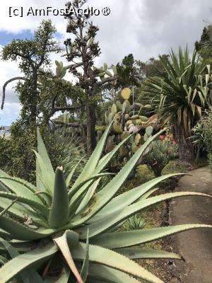 [P74] Grădina botanică din Funchal » foto by nicole33
 - 
<span class="allrVoted glyphicon glyphicon-heart hidden" id="av1497787"></span>
<a class="m-l-10 hidden" id="sv1497787" onclick="voting_Foto_DelVot(,1497787,4289)" role="button">șterge vot <span class="glyphicon glyphicon-remove"></span></a>
<a id="v91497787" class=" c-red"  onclick="voting_Foto_SetVot(1497787)" role="button"><span class="glyphicon glyphicon-heart-empty"></span> <b>LIKE</b> = Votează poza</a> <img class="hidden"  id="f1497787W9" src="/imagini/loader.gif" border="0" /><span class="AjErrMes hidden" id="e1497787ErM"></span>