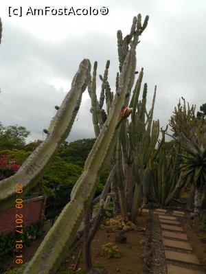 [P50] Jardim Botanico, in gradina de cactusi » foto by pmanuela
 - 
<span class="allrVoted glyphicon glyphicon-heart hidden" id="av1010006"></span>
<a class="m-l-10 hidden" id="sv1010006" onclick="voting_Foto_DelVot(,1010006,4289)" role="button">șterge vot <span class="glyphicon glyphicon-remove"></span></a>
<a id="v91010006" class=" c-red"  onclick="voting_Foto_SetVot(1010006)" role="button"><span class="glyphicon glyphicon-heart-empty"></span> <b>LIKE</b> = Votează poza</a> <img class="hidden"  id="f1010006W9" src="/imagini/loader.gif" border="0" /><span class="AjErrMes hidden" id="e1010006ErM"></span>