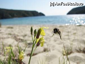 [P04] Greu mai stau albinele astea din Grecia la poze, ale noastre pac si gata poza.  » foto by no_oxigen
 - 
<span class="allrVoted glyphicon glyphicon-heart hidden" id="av406389"></span>
<a class="m-l-10 hidden" id="sv406389" onclick="voting_Foto_DelVot(,406389,4378)" role="button">șterge vot <span class="glyphicon glyphicon-remove"></span></a>
<a id="v9406389" class=" c-red"  onclick="voting_Foto_SetVot(406389)" role="button"><span class="glyphicon glyphicon-heart-empty"></span> <b>LIKE</b> = Votează poza</a> <img class="hidden"  id="f406389W9" src="/imagini/loader.gif" border="0" /><span class="AjErrMes hidden" id="e406389ErM"></span>