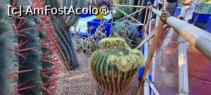 [P52] Marrakech, Grădina Majorelle, Colecția de Cactuși » foto by mprofeanu
 - 
<span class="allrVoted glyphicon glyphicon-heart hidden" id="av1483299"></span>
<a class="m-l-10 hidden" id="sv1483299" onclick="voting_Foto_DelVot(,1483299,4416)" role="button">șterge vot <span class="glyphicon glyphicon-remove"></span></a>
<a id="v91483299" class=" c-red"  onclick="voting_Foto_SetVot(1483299)" role="button"><span class="glyphicon glyphicon-heart-empty"></span> <b>LIKE</b> = Votează poza</a> <img class="hidden"  id="f1483299W9" src="/imagini/loader.gif" border="0" /><span class="AjErrMes hidden" id="e1483299ErM"></span>