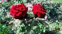 [P22]  -- <small>// FĂRĂ DESCRIERE</small> » foto by cotoranu
 - 
<span class="allrVoted glyphicon glyphicon-heart hidden" id="av396591"></span>
<a class="m-l-10 hidden" id="sv396591" onclick="voting_Foto_DelVot(,396591,4457)" role="button">șterge vot <span class="glyphicon glyphicon-remove"></span></a>
<a id="v9396591" class=" c-red"  onclick="voting_Foto_SetVot(396591)" role="button"><span class="glyphicon glyphicon-heart-empty"></span> <b>LIKE</b> = Votează poza</a> <img class="hidden"  id="f396591W9" src="/imagini/loader.gif" border="0" /><span class="AjErrMes hidden" id="e396591ErM"></span>