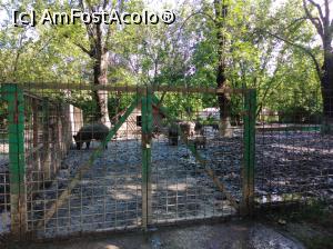 [P24] Zoo Ploiești, Bucov » foto by Mioritik
 - 
<span class="allrVoted glyphicon glyphicon-heart hidden" id="av1247806"></span>
<a class="m-l-10 hidden" id="sv1247806" onclick="voting_Foto_DelVot(,1247806,4463)" role="button">șterge vot <span class="glyphicon glyphicon-remove"></span></a>
<a id="v91247806" class=" c-red"  onclick="voting_Foto_SetVot(1247806)" role="button"><span class="glyphicon glyphicon-heart-empty"></span> <b>LIKE</b> = Votează poza</a> <img class="hidden"  id="f1247806W9" src="/imagini/loader.gif" border="0" /><span class="AjErrMes hidden" id="e1247806ErM"></span>