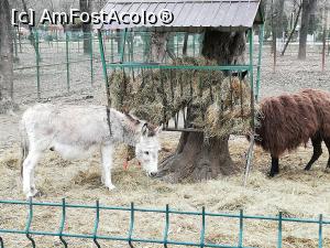 [P06] Zoo Ploiesti » foto by ⭐ValentinB_88⭐
 - 
<span class="allrVoted glyphicon glyphicon-heart hidden" id="av1288051"></span>
<a class="m-l-10 hidden" id="sv1288051" onclick="voting_Foto_DelVot(,1288051,4463)" role="button">șterge vot <span class="glyphicon glyphicon-remove"></span></a>
<a id="v91288051" class=" c-red"  onclick="voting_Foto_SetVot(1288051)" role="button"><span class="glyphicon glyphicon-heart-empty"></span> <b>LIKE</b> = Votează poza</a> <img class="hidden"  id="f1288051W9" src="/imagini/loader.gif" border="0" /><span class="AjErrMes hidden" id="e1288051ErM"></span>