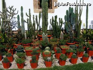 [P10] Mânăstirea Tismana - cactușii de la Altar » foto by makuy*
 - 
<span class="allrVoted glyphicon glyphicon-heart hidden" id="av442881"></span>
<a class="m-l-10 hidden" id="sv442881" onclick="voting_Foto_DelVot(,442881,4551)" role="button">șterge vot <span class="glyphicon glyphicon-remove"></span></a>
<a id="v9442881" class=" c-red"  onclick="voting_Foto_SetVot(442881)" role="button"><span class="glyphicon glyphicon-heart-empty"></span> <b>LIKE</b> = Votează poza</a> <img class="hidden"  id="f442881W9" src="/imagini/loader.gif" border="0" /><span class="AjErrMes hidden" id="e442881ErM"></span>