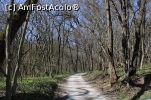 P04 [APR-2021] Rezervația Naturală Canaraua Fetii, jud. Constanța, Pe drum prin pădurea de stejari și goruni