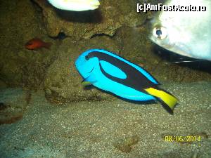 [P13] Peste regal tang.  » foto by DanTal74
 - 
<span class="allrVoted glyphicon glyphicon-heart hidden" id="av583293"></span>
<a class="m-l-10 hidden" id="sv583293" onclick="voting_Foto_DelVot(,583293,4638)" role="button">șterge vot <span class="glyphicon glyphicon-remove"></span></a>
<a id="v9583293" class=" c-red"  onclick="voting_Foto_SetVot(583293)" role="button"><span class="glyphicon glyphicon-heart-empty"></span> <b>LIKE</b> = Votează poza</a> <img class="hidden"  id="f583293W9" src="/imagini/loader.gif" border="0" /><span class="AjErrMes hidden" id="e583293ErM"></span>