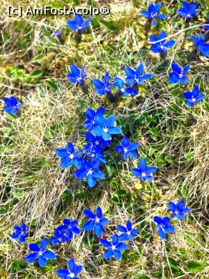 P18 [JUN-2020] floare albastră de nu mă uita, de fapt gentiene așa cum bine a precizat Mika! ;-)