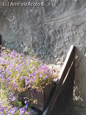 [P05] Plante decorative » foto by laurand
 - 
<span class="allrVoted glyphicon glyphicon-heart hidden" id="av1507942"></span>
<a class="m-l-10 hidden" id="sv1507942" onclick="voting_Foto_DelVot(,1507942,4795)" role="button">șterge vot <span class="glyphicon glyphicon-remove"></span></a>
<a id="v91507942" class=" c-red"  onclick="voting_Foto_SetVot(1507942)" role="button"><span class="glyphicon glyphicon-heart-empty"></span> <b>LIKE</b> = Votează poza</a> <img class="hidden"  id="f1507942W9" src="/imagini/loader.gif" border="0" /><span class="AjErrMes hidden" id="e1507942ErM"></span>