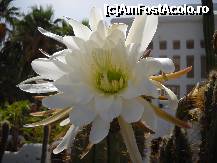 [P11] FLOARE DE CACTUS » foto by ANDAORNELLA
 - 
<span class="allrVoted glyphicon glyphicon-heart hidden" id="av298105"></span>
<a class="m-l-10 hidden" id="sv298105" onclick="voting_Foto_DelVot(,298105,4873)" role="button">șterge vot <span class="glyphicon glyphicon-remove"></span></a>
<a id="v9298105" class=" c-red"  onclick="voting_Foto_SetVot(298105)" role="button"><span class="glyphicon glyphicon-heart-empty"></span> <b>LIKE</b> = Votează poza</a> <img class="hidden"  id="f298105W9" src="/imagini/loader.gif" border="0" /><span class="AjErrMes hidden" id="e298105ErM"></span>