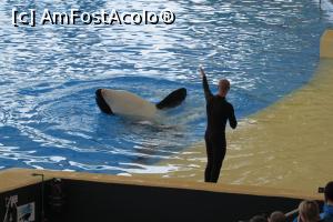 [P41] Orca Show, Loro Parque » foto by Alina Roxana
 - 
<span class="allrVoted glyphicon glyphicon-heart hidden" id="av758371"></span>
<a class="m-l-10 hidden" id="sv758371" onclick="voting_Foto_DelVot(,758371,4873)" role="button">șterge vot <span class="glyphicon glyphicon-remove"></span></a>
<a id="v9758371" class=" c-red"  onclick="voting_Foto_SetVot(758371)" role="button"><span class="glyphicon glyphicon-heart-empty"></span> <b>LIKE</b> = Votează poza</a> <img class="hidden"  id="f758371W9" src="/imagini/loader.gif" border="0" /><span class="AjErrMes hidden" id="e758371ErM"></span>