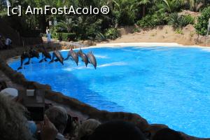 [P46] Spectacolul delfinilor, Loro Parque » foto by Alina Roxana
 - 
<span class="allrVoted glyphicon glyphicon-heart hidden" id="av758376"></span>
<a class="m-l-10 hidden" id="sv758376" onclick="voting_Foto_DelVot(,758376,4873)" role="button">șterge vot <span class="glyphicon glyphicon-remove"></span></a>
<a id="v9758376" class=" c-red"  onclick="voting_Foto_SetVot(758376)" role="button"><span class="glyphicon glyphicon-heart-empty"></span> <b>LIKE</b> = Votează poza</a> <img class="hidden"  id="f758376W9" src="/imagini/loader.gif" border="0" /><span class="AjErrMes hidden" id="e758376ErM"></span>