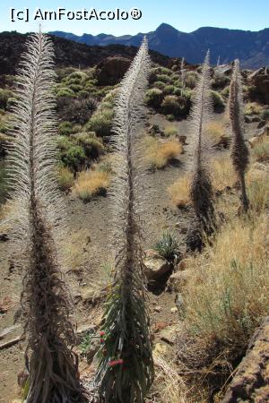 [P92] Parcul Național Teide » foto by Alina Roxana
 - 
<span class="allrVoted glyphicon glyphicon-heart hidden" id="av758447"></span>
<a class="m-l-10 hidden" id="sv758447" onclick="voting_Foto_DelVot(,758447,4873)" role="button">șterge vot <span class="glyphicon glyphicon-remove"></span></a>
<a id="v9758447" class=" c-red"  onclick="voting_Foto_SetVot(758447)" role="button"><span class="glyphicon glyphicon-heart-empty"></span> <b>LIKE</b> = Votează poza</a> <img class="hidden"  id="f758447W9" src="/imagini/loader.gif" border="0" /><span class="AjErrMes hidden" id="e758447ErM"></span>