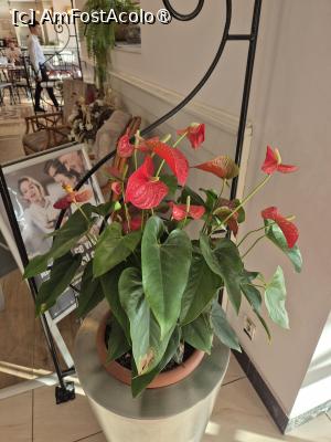 [P26] Hotel Continental Forum - flori naturale » foto by ANILU
 - 
<span class="allrVoted glyphicon glyphicon-heart hidden" id="av1495631"></span>
<a class="m-l-10 hidden" id="sv1495631" onclick="voting_Foto_DelVot(,1495631,4877)" role="button">șterge vot <span class="glyphicon glyphicon-remove"></span></a>
<a id="v91495631" class=" c-red"  onclick="voting_Foto_SetVot(1495631)" role="button"><span class="glyphicon glyphicon-heart-empty"></span> <b>LIKE</b> = Votează poza</a> <img class="hidden"  id="f1495631W9" src="/imagini/loader.gif" border="0" /><span class="AjErrMes hidden" id="e1495631ErM"></span>