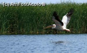 P02 [JUL-2016] Delta Dunarii, Bratul Sf. Gheorghe cu cateva canale si lacuri, pelican in zbor