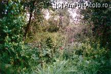 P01 [APR-2005] Mlastina cu borviz-in fata mea se deschide o jungla vegetala
