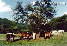 P03 [APR-2005] se zice ca acesti cai care beau apa de la Sancraieni,traiesc 40 de ani, de doua ori mai mult decat ar fi normal