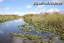 [P03] Everglades Florida » foto by ionel64
 - 
<span class="allrVoted glyphicon glyphicon-heart hidden" id="av490354"></span>
<a class="m-l-10 hidden" id="sv490354" onclick="voting_Foto_DelVot(,490354,5053)" role="button">șterge vot <span class="glyphicon glyphicon-remove"></span></a>
<a id="v9490354" class=" c-red"  onclick="voting_Foto_SetVot(490354)" role="button"><span class="glyphicon glyphicon-heart-empty"></span> <b>LIKE</b> = Votează poza</a> <img class="hidden"  id="f490354W9" src="/imagini/loader.gif" border="0" /><span class="AjErrMes hidden" id="e490354ErM"></span>