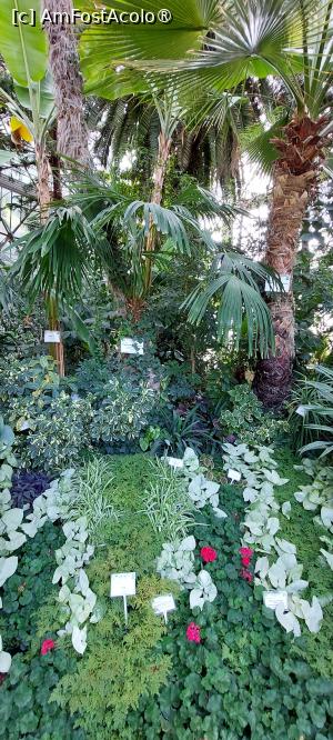 [P16] Grădina Botanică Anastasie Fătu - serele » foto by Carmen Ion
 - 
<span class="allrVoted glyphicon glyphicon-heart hidden" id="av1495687"></span>
<a class="m-l-10 hidden" id="sv1495687" onclick="voting_Foto_DelVot(,1495687,5091)" role="button">șterge vot <span class="glyphicon glyphicon-remove"></span></a>
<a id="v91495687" class=" c-red"  onclick="voting_Foto_SetVot(1495687)" role="button"><span class="glyphicon glyphicon-heart-empty"></span> <b>LIKE</b> = Votează poza</a> <img class="hidden"  id="f1495687W9" src="/imagini/loader.gif" border="0" /><span class="AjErrMes hidden" id="e1495687ErM"></span>