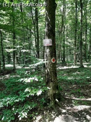 [P56] Drumul către Cetate / Poiana cu Schit » foto by adso
 - 
<span class="allrVoted glyphicon glyphicon-heart hidden" id="av1490076"></span>
<a class="m-l-10 hidden" id="sv1490076" onclick="voting_Foto_DelVot(,1490076,5091)" role="button">șterge vot <span class="glyphicon glyphicon-remove"></span></a>
<a id="v91490076" class=" c-red"  onclick="voting_Foto_SetVot(1490076)" role="button"><span class="glyphicon glyphicon-heart-empty"></span> <b>LIKE</b> = Votează poza</a> <img class="hidden"  id="f1490076W9" src="/imagini/loader.gif" border="0" /><span class="AjErrMes hidden" id="e1490076ErM"></span>