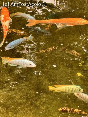 [P11] Peștii roșii au fost preferații mei » foto by Adina - addcont <span class="label label-default labelC_thin small">NEVOTABILĂ</span>