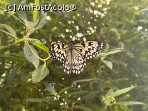 [P31] foarte multe specii de fluturi » foto by Adina - addcont <span class="label label-default labelC_thin small">NEVOTABILĂ</span>