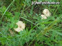 P10 [JUN-2009] Nişte ciuperci sălbatice!