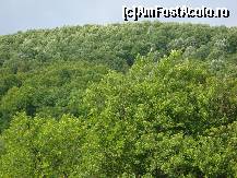 P11 [JUN-2009] Pădurea văzută din apropiere. Copacii ce au coroana albicioasă sunt tei! Eminescu a privit cu siguranță un peisaj asemănător atunci când a scris versurile: ”Astăzi chiar de m-aș întoarce / A-nțelege n-o mai pot... / Unde ești, copilărie, / Cu pădurea ta cu tot?”
