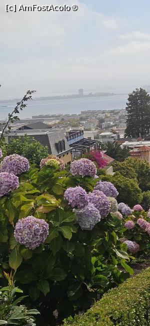 [P01] Hortensii pe strada serpuita » foto by kmy
 - 
<span class="allrVoted glyphicon glyphicon-heart hidden" id="av1541727"></span>
<a class="m-l-10 hidden" id="sv1541727" onclick="voting_Foto_DelVot(,1541727,5485)" role="button">șterge vot <span class="glyphicon glyphicon-remove"></span></a>
<a id="v91541727" class=" c-red"  onclick="voting_Foto_SetVot(1541727)" role="button"><span class="glyphicon glyphicon-heart-empty"></span> <b>LIKE</b> = Votează poza</a> <img class="hidden"  id="f1541727W9" src="/imagini/loader.gif" border="0" /><span class="AjErrMes hidden" id="e1541727ErM"></span>