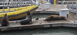 [P02] Leii de mare la Pier 39 » foto by kmy
 - 
<span class="allrVoted glyphicon glyphicon-heart hidden" id="av1541728"></span>
<a class="m-l-10 hidden" id="sv1541728" onclick="voting_Foto_DelVot(,1541728,5485)" role="button">șterge vot <span class="glyphicon glyphicon-remove"></span></a>
<a id="v91541728" class=" c-red"  onclick="voting_Foto_SetVot(1541728)" role="button"><span class="glyphicon glyphicon-heart-empty"></span> <b>LIKE</b> = Votează poza</a> <img class="hidden"  id="f1541728W9" src="/imagini/loader.gif" border="0" /><span class="AjErrMes hidden" id="e1541728ErM"></span>