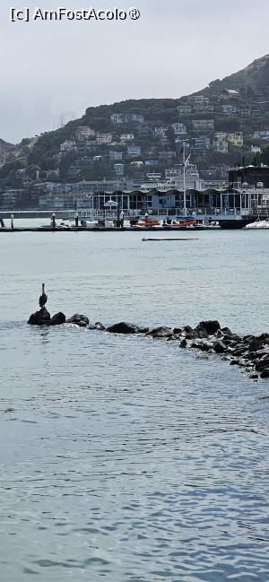 [P06] Un pelican isi facea siesta in timp ce un leu de mare isi facea aparitia » foto by kmy
 - 
<span class="allrVoted glyphicon glyphicon-heart hidden" id="av1542033"></span>
<a class="m-l-10 hidden" id="sv1542033" onclick="voting_Foto_DelVot(,1542033,5485)" role="button">șterge vot <span class="glyphicon glyphicon-remove"></span></a>
<a id="v91542033" class=" c-red"  onclick="voting_Foto_SetVot(1542033)" role="button"><span class="glyphicon glyphicon-heart-empty"></span> <b>LIKE</b> = Votează poza</a> <img class="hidden"  id="f1542033W9" src="/imagini/loader.gif" border="0" /><span class="AjErrMes hidden" id="e1542033ErM"></span>
