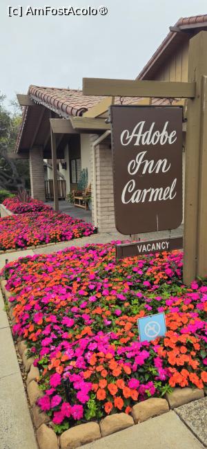 [P12] Florile minunate din Monterey » foto by kmy
 - 
<span class="allrVoted glyphicon glyphicon-heart hidden" id="av1542258"></span>
<a class="m-l-10 hidden" id="sv1542258" onclick="voting_Foto_DelVot(,1542258,5485)" role="button">șterge vot <span class="glyphicon glyphicon-remove"></span></a>
<a id="v91542258" class=" c-red"  onclick="voting_Foto_SetVot(1542258)" role="button"><span class="glyphicon glyphicon-heart-empty"></span> <b>LIKE</b> = Votează poza</a> <img class="hidden"  id="f1542258W9" src="/imagini/loader.gif" border="0" /><span class="AjErrMes hidden" id="e1542258ErM"></span>
