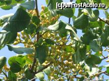 P18 [AUG-2007] Arborele de fistic plin de fructe (Aegina)