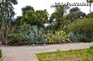 [P29] Agave si aloe, Gradina Botanica » foto by Muffin2009
 - 
<span class="allrVoted glyphicon glyphicon-heart hidden" id="av431199"></span>
<a class="m-l-10 hidden" id="sv431199" onclick="voting_Foto_DelVot(,431199,5604)" role="button">șterge vot <span class="glyphicon glyphicon-remove"></span></a>
<a id="v9431199" class=" c-red"  onclick="voting_Foto_SetVot(431199)" role="button"><span class="glyphicon glyphicon-heart-empty"></span> <b>LIKE</b> = Votează poza</a> <img class="hidden"  id="f431199W9" src="/imagini/loader.gif" border="0" /><span class="AjErrMes hidden" id="e431199ErM"></span>